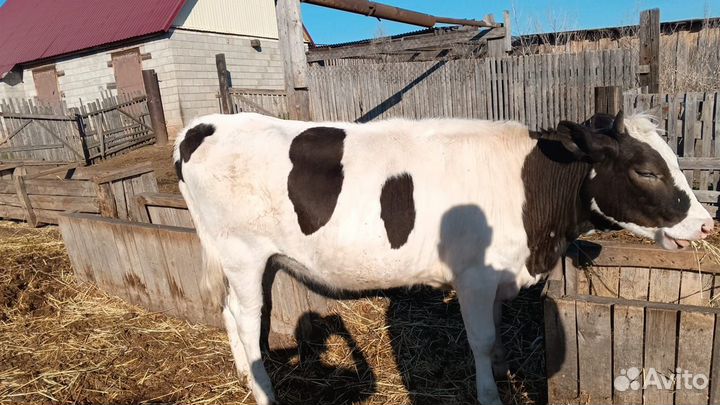 Бычки,телочки