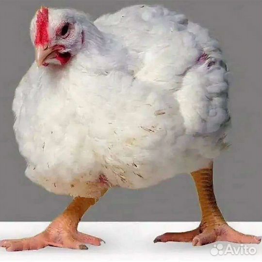 Куры бройлеры живым весом