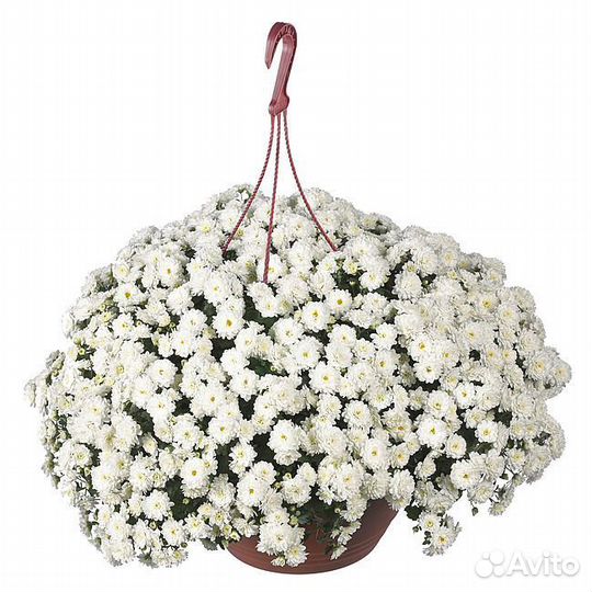 Хризантема ампельная skyfall