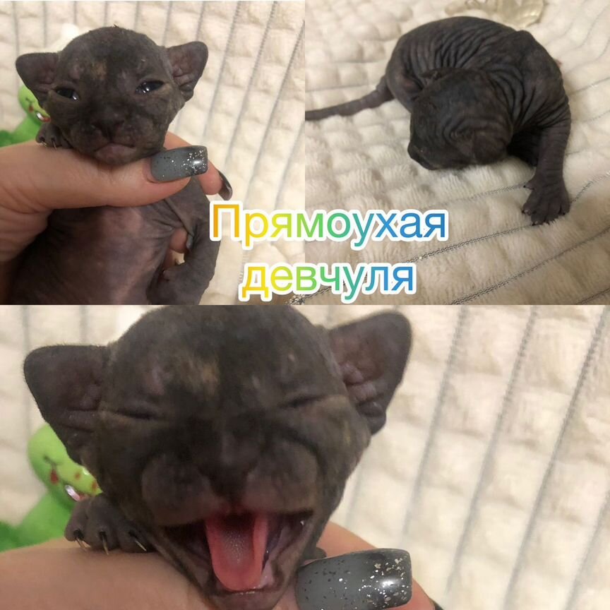 Котята сфинкс эльф