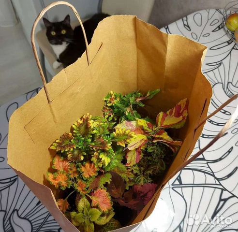 Колеусы сортовые