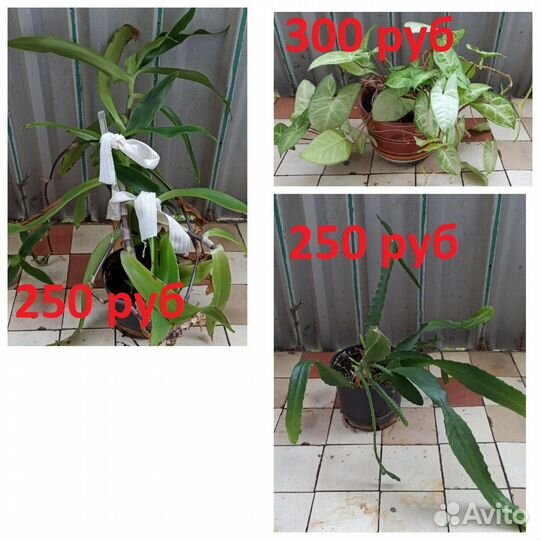 Комнатные растения