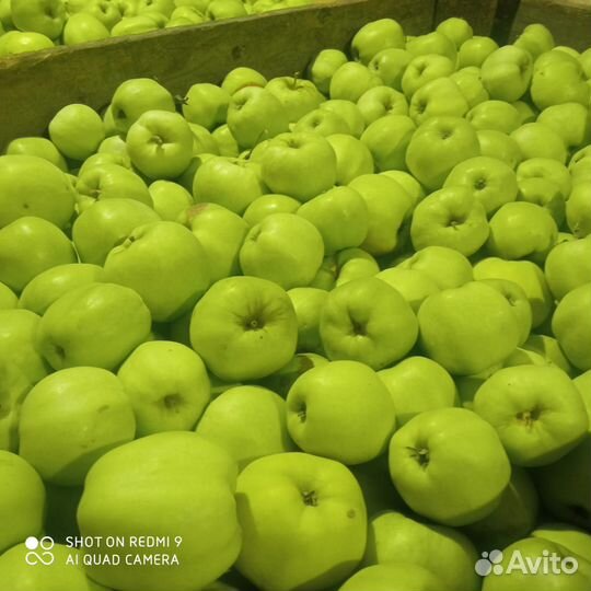 Яблоки оптом