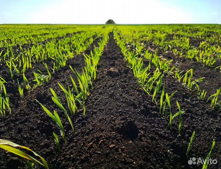 Чернозём,Грунт,Навоз,Перегной,Торф