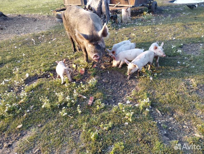 Поросята