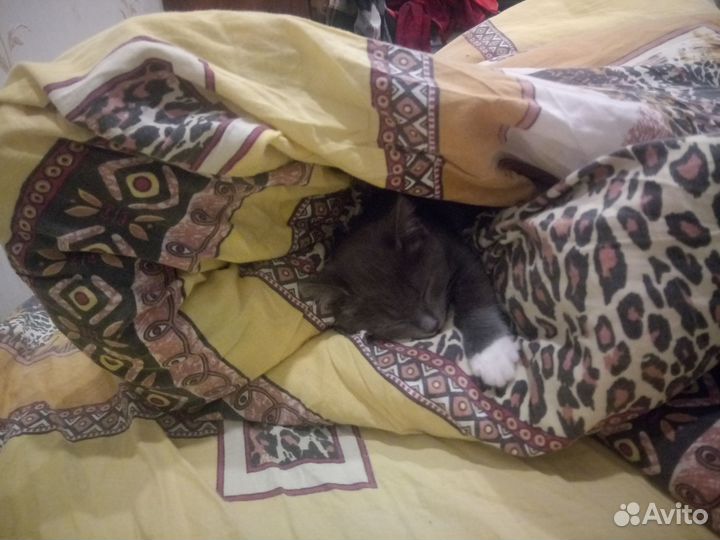 Котенок мальчик даром в добрые руки