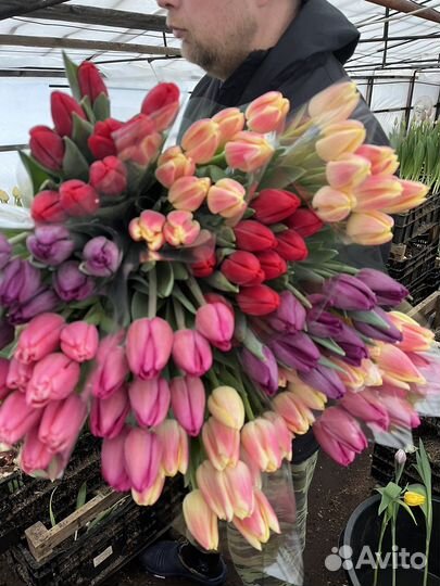 Луковицы тюльпанов после выгонки