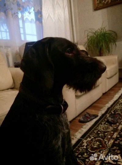 Гостиница для собак