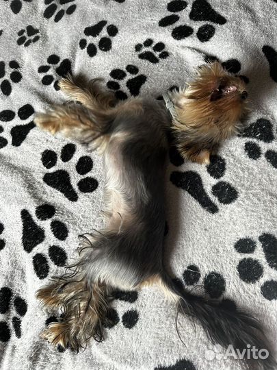 Йоркширский терьер