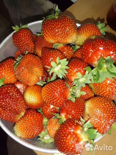 Рассада клубники усы