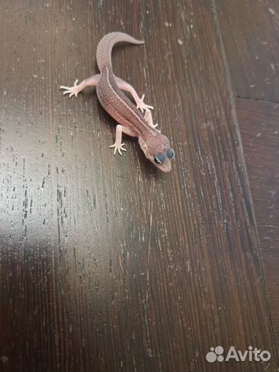 Ящерица эублефар