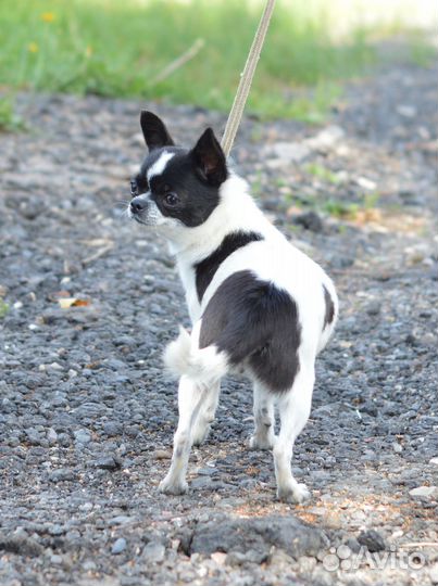 Подрощенная сука чихуахуа