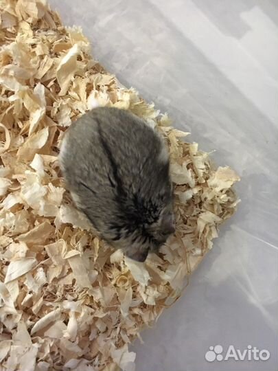 Джунгарский хомяк