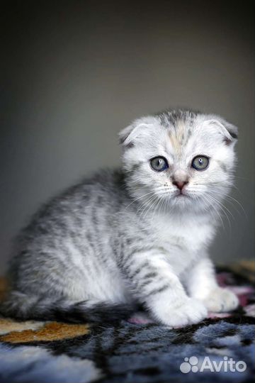 Котенок вислоухая девочка