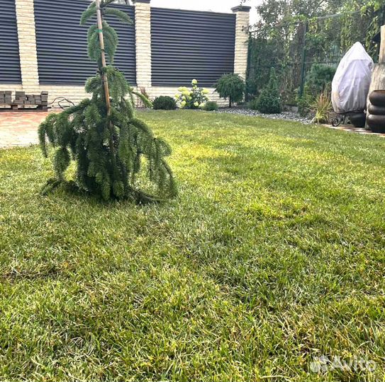 Рулонный газон