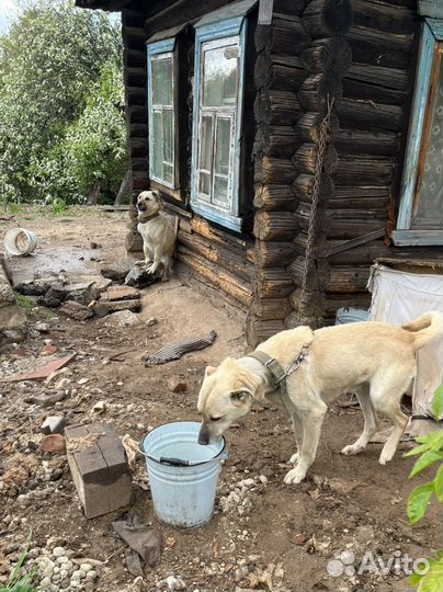 Собаки бесплатно в добрые руки