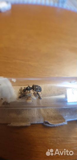 Lasius niger