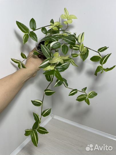 Традесканция Желтый холм (Yellow hill)