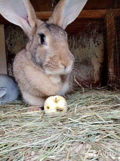Кролик и крольчата мясных пород