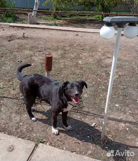 Щенок в дар