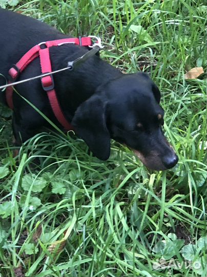 Выгул собак