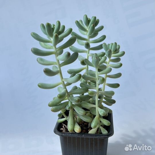 Седум/Алоэ/Пахифитум/Опунция/Граптоседум