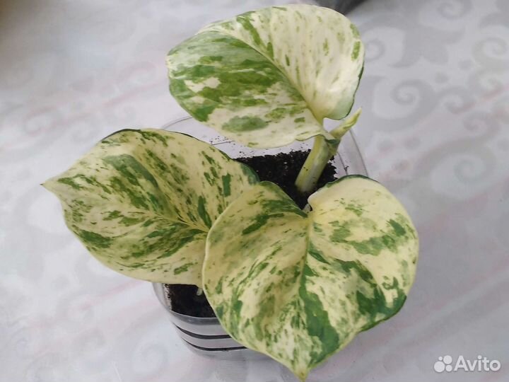 Комнатные растения номер 1