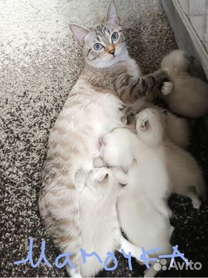 Котята