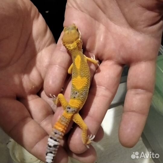 Геккон эублефар