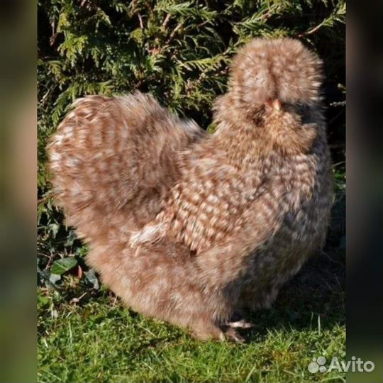 Инкубационное яйцо китайской шёлковой,марана