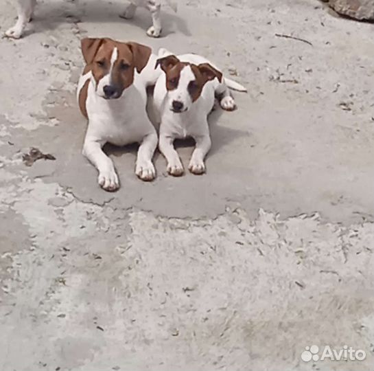 Джек Рассел терьер