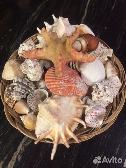 Морские ракушки