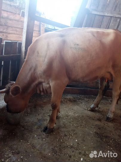Корова дойная первотелок