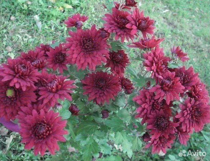 Хризантемы