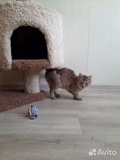 Микро кошка ищет дом