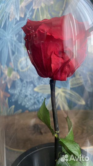 Живая роза в колбе