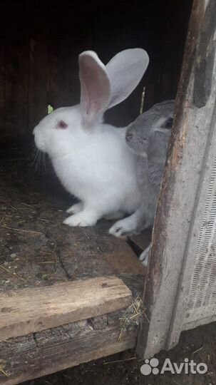 Кролик, бройлер, индоутка