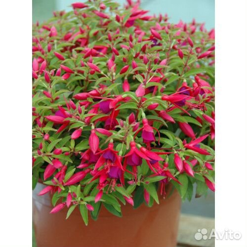 Фуксия укоренённые черенки