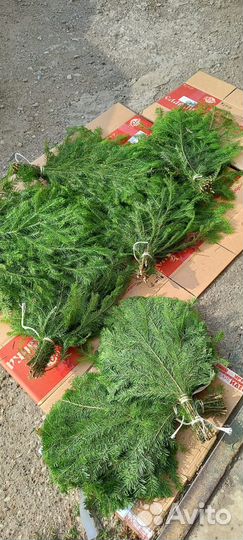 Веники пихтовые для бани