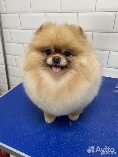 Груминг шпица