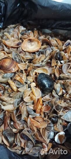 Ракушки морские