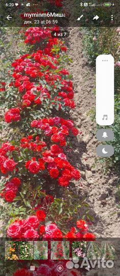 Розы флорибунда 6 сортов