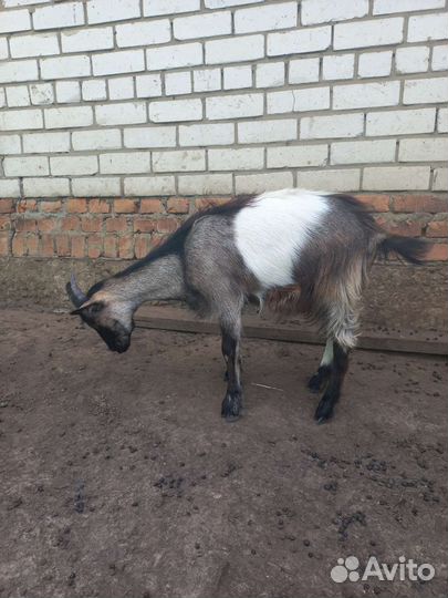 Коза дойная