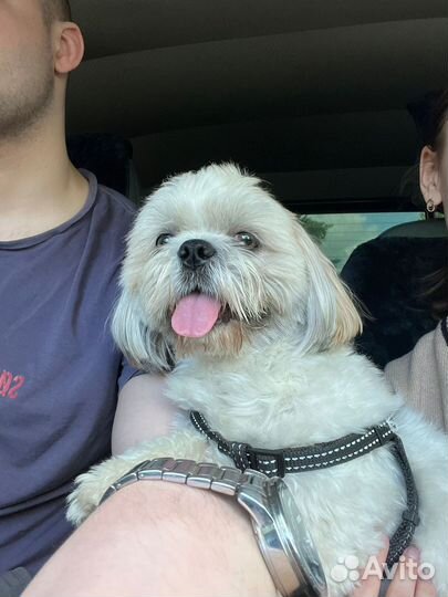 Шит цу мальчик вязка