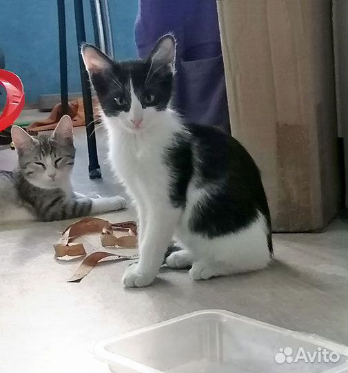 Благородный аристократ, котенок-подросток Джаз