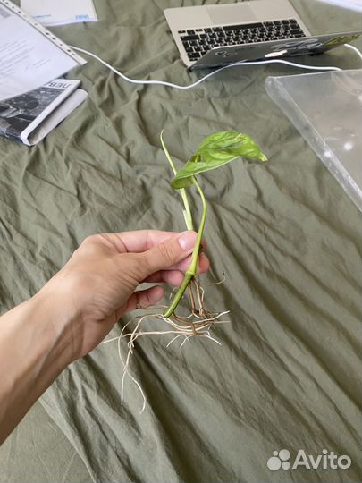 Монстера манки