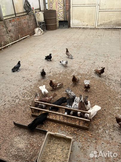 Продажа голубей