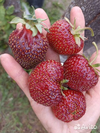 Клубника сортовая