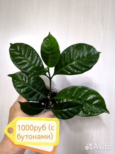 Табернемонтана дивариката махровая