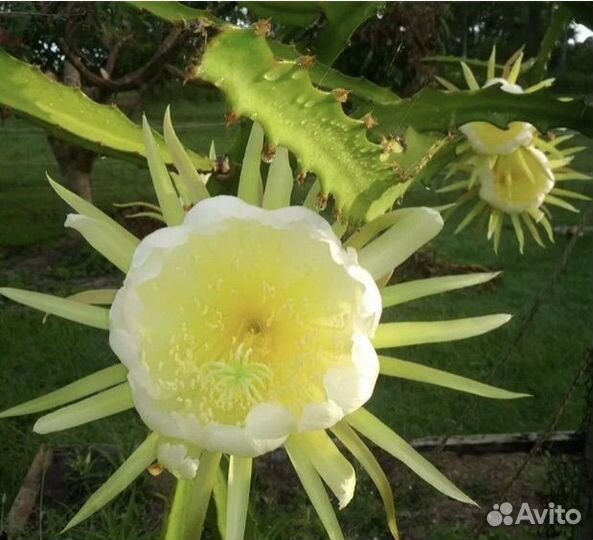 Питaхайя красная (мякоть) и желтая или дрэгон фрут